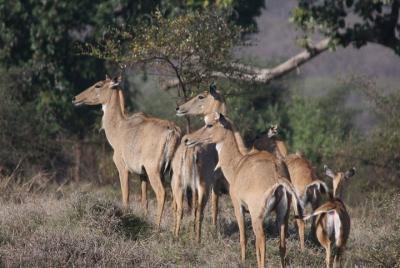 Private Safari Excursion to Panna National Park from Khajuraho Private Safari Excursion to Panna National Park from Khajuraho