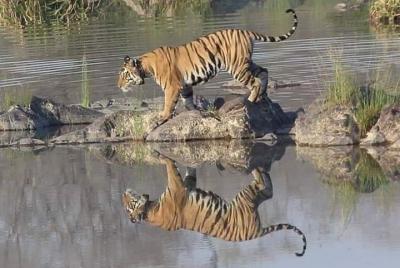 Day Trip To Panna Tiger Reserve-excursion Panna Jungle Safari. Day Trip To Panna Tiger Reserve-excursion Panna Jungle Safari.