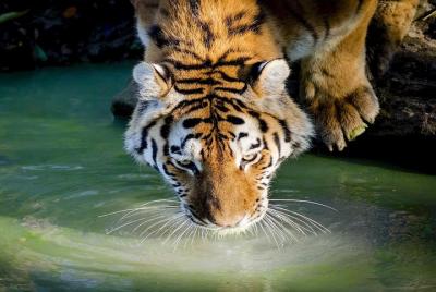 Jungle Safari At Panna National Park-excursion Panna National Park. Jungle Safari At Panna National Park-excursion Panna National Park.
