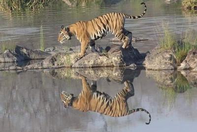 Safari At Panna Tiger Reserve, Jungle Safari At Panna Tiger Reserve. Safari At Panna Tiger Reserve, Jungle Safari At Panna Tiger Reserve.