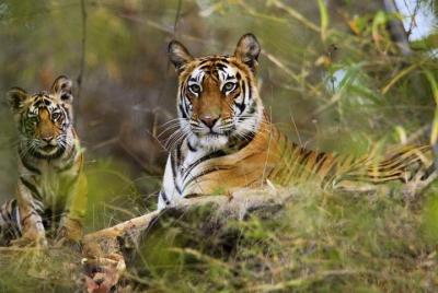 Tourism in Panna Tiger Reserve. Tourism in Panna Tiger Reserve.