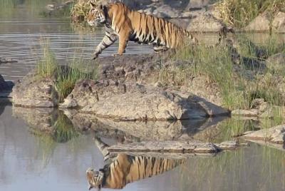 Jungle Safari At Panna Tiger Reserve, Jeep Safari At Panna Tiger Reserve. Jungle Safari At Panna Tiger Reserve, Jeep Safari At Panna Tiger Reserve.