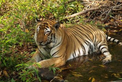 Panna National Park Safari Skip the Line Tickets w/ Optional Trips Panna National Park Safari Skip the Line Tickets w/ Optional Trips