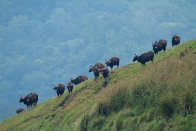 Cochin to Thekkady & Alleppey (4 Days) Cochin to Thekkady & Alleppey (4 Days)