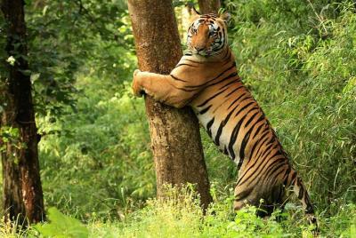 Khajuraho with Land of the Tigers Khajuraho with Land of the Tigers
