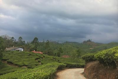 2 Days in Munnar- Short Tour  2 Days in Munnar- Short Tour