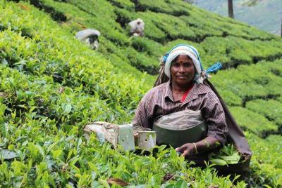 5 Days Private Kerala Tour Package by Saffron India Tours 5 Days Private Kerala Tour Package by Saffron India Tours