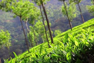 6 Nights 7 Days Kerala Private tour with Hillstations,Backwater &Beaches 6 Nights 7 Days Kerala Private tour with Hillstations,Backwater &Beaches