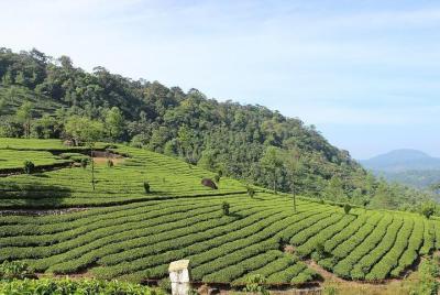 Munnar from Cochin - an Overnight Tour Munnar from Cochin - an Overnight Tour