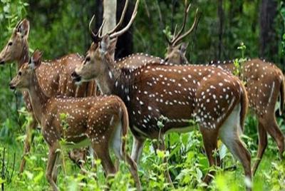 Periyar from Cochin - a Two Day Tour Periyar from Cochin - a Two Day Tour