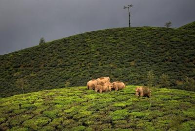 Adventurous Valparai trip from Kochi - 2 days trip  Adventurous Valparai trip from Kochi - 2 days trip