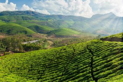 5D/4N in Munnar-Kochi-Thekkady - A Guided Tour  5D/4N in Munnar-Kochi-Thekkady - A Guided Tour