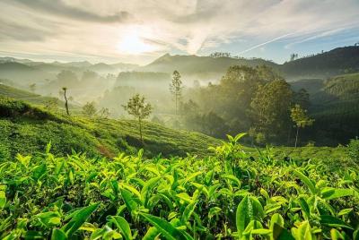 Munnar Tour Package(3Day/2night) Munnar Tour Package(3Day/2night)