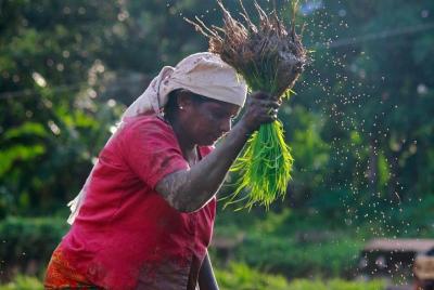 5 Days Private Munnar, Thekkady, Alleppey Tour Package 5 Days Private Munnar, Thekkady, Alleppey Tour Package