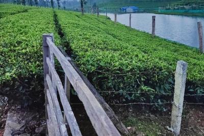 Hill station, wildlife and backwaters 5 Days Kerala tour package Hill station, wildlife and backwaters 5 Days Kerala tour package