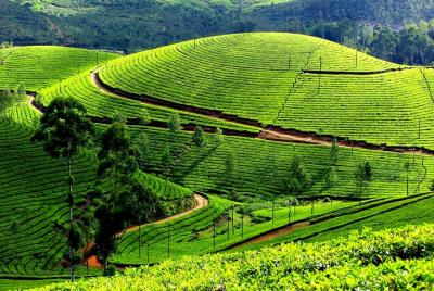 Private 7-Day Kerala Tour From Kochi With Aleppey Houseboat Cruise Private 7-Day Kerala Tour From Kochi With Aleppey Houseboat Cruise