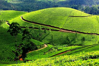 Private 7-Day Kerala Tour with Houseboat Cruise from Mumbai with 2-Way Flights Private 7-Day Kerala Tour with Houseboat Cruise from Mumbai with 2-Way Flights