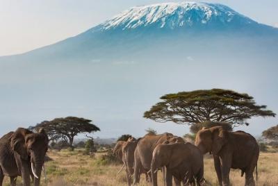 Private Transfer from Malindi City to Malindi Airport (MYD) Airpo