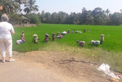 Excursion to Rice Farms of Kerala. Excursion to Rice Farms of Kerala.