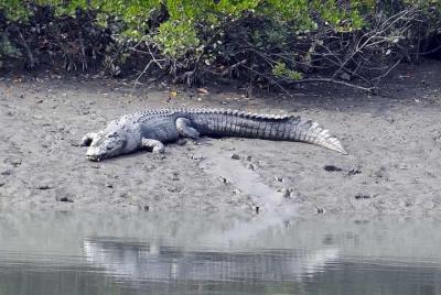 Exploring the beauty of Sunderban Exploring the beauty of Sunderban