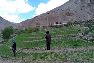 Mountain Homestays – Farming in Ladakh Mountain Homestays – Farming in Ladakh