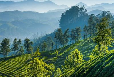 Day Trip to Munnar (Guided Sightseeing Tour by Car from Madurai) Day Trip to Munnar (Guided Sightseeing Tour by Car from Madurai)