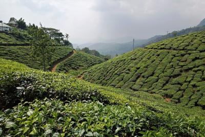 Munnar 3-Day Private Sightseeing Tour from Madurai Munnar 3-Day Private Sightseeing Tour from Madurai
