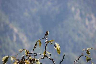 Bird-watching Hikes around Jibhi  Bird-watching Hikes around Jibhi