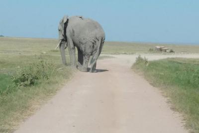 3 Days safari Tsavo east and Amboseli national park. 3 Days safari Tsavo east and Amboseli national park.