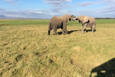 8 days kenya highlights safari ,Maasai Mara ,Amboseli , Tsavo East & Tsavo West 8 days kenya highlights safari ,Maasai Mara ,Amboseli , Tsavo East & Tsavo West