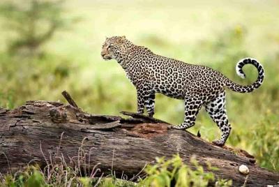 Tour To Mount Abu Wildlife Sanctuary with Skip-The-Line E-Tickets Tour To Mount Abu Wildlife Sanctuary with Skip-The-Line E-Tickets