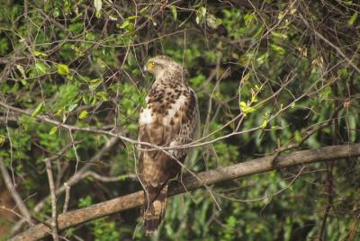 Bird Watching Around Mumbai - BPS Bird Watching Around Mumbai - BPS