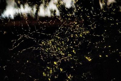 The Festival of a Million Fireflies The Festival of a Million Fireflies