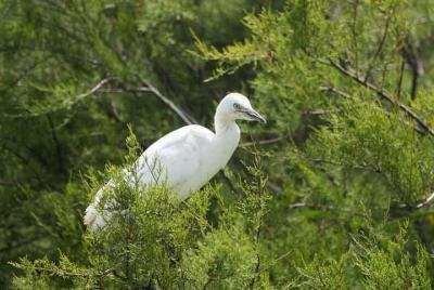 Karnala Bird Sanctuary Excursion From Mumbai Karnala Bird Sanctuary Excursion From Mumbai