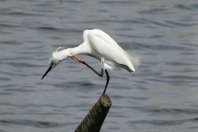 Karnala Bird Sanctuary Excursion From Mumbai With Brunch Karnala Bird Sanctuary Excursion From Mumbai With Brunch