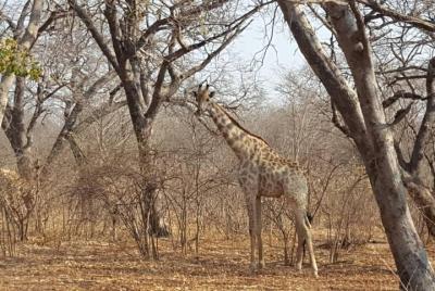 Hwange OverNight Camping Hwange OverNight Camping