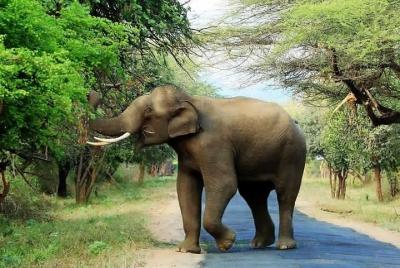 Chinnar Wild-life Visiting Tour (Eravikulam National Park) Chinnar Wild-life Visiting Tour (Eravikulam National Park)