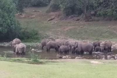 Anakulam Wild elephant Visiting Anakulam Wild elephant Visiting
