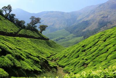 Private Day Trip to Munnar from Kochi (Cochin) Private Day Trip to Munnar from Kochi (Cochin)