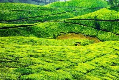Munnar Sightseeing Tour with Plantation walk - Private Tour Munnar Sightseeing Tour with Plantation walk - Private Tour