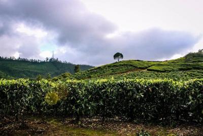 Full Day Trekking Tour In Munnar Full Day Trekking Tour In Munnar