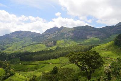Private Half Day Tour of Munnar Private Half Day Tour of Munnar