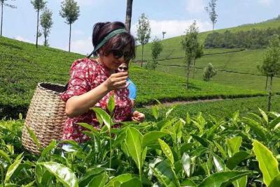 Tea Trail Walking Tour in Munnar Tea Trail Walking Tour in Munnar