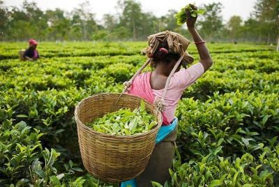 Munnar Tea-trail Tour Munnar Tea-trail Tour