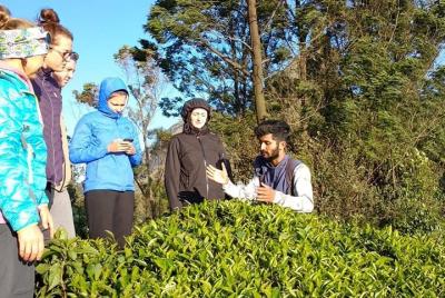 Explore Tea Plantations of Kerala - Tea Tasting Included Explore Tea Plantations of Kerala - Tea Tasting Included