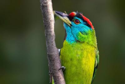 Munsiari Birding tour  Munsiari Birding tour
