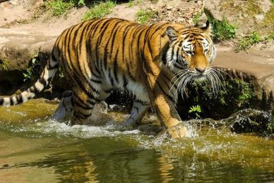 Corbett Tiger Safari Corbett Tiger Safari