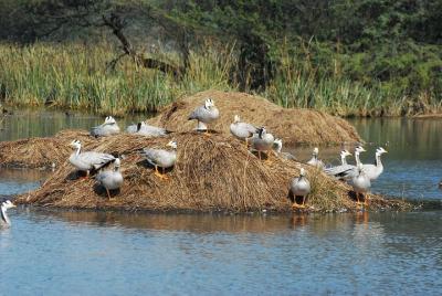 Sultanpur Bird Sanctuary Tour Near Delhi