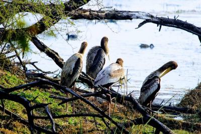 Okhla Bird Sanctuary tour in Delhi Okhla Bird Sanctuary tour in Delhi