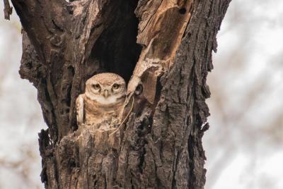 Sultanpur Birding Escapade Sultanpur Birding Escapade